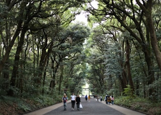 people walking between trees