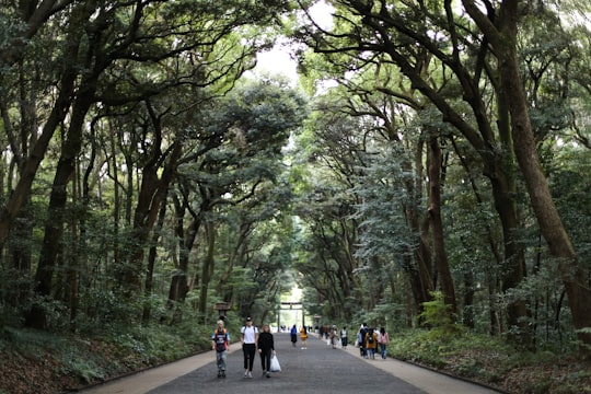 people walking between trees in Meiji Shrine Japan