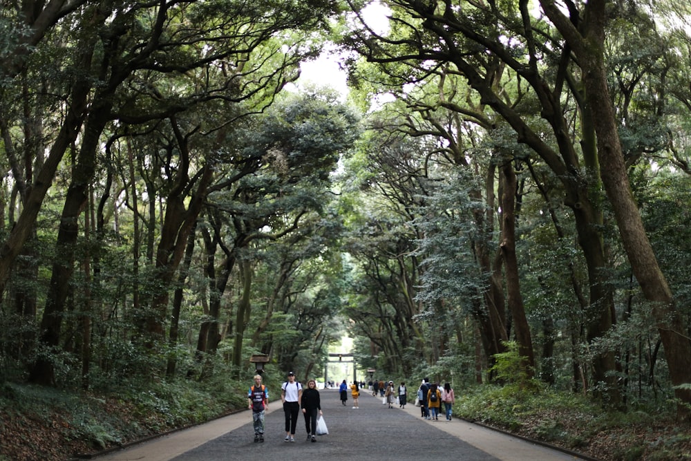 people walking between trees