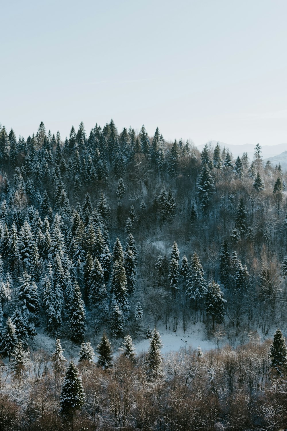 landscape photo of trees on mountain