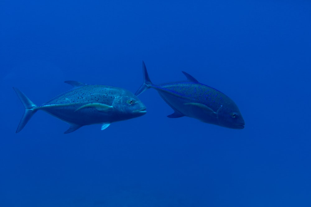 photo sous-marine de deux poissons gris