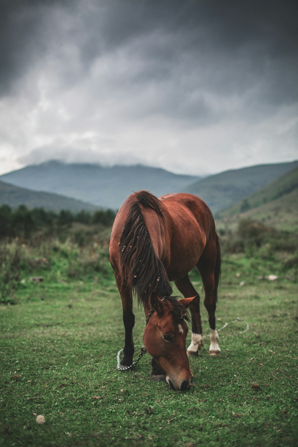 brown horse grazing