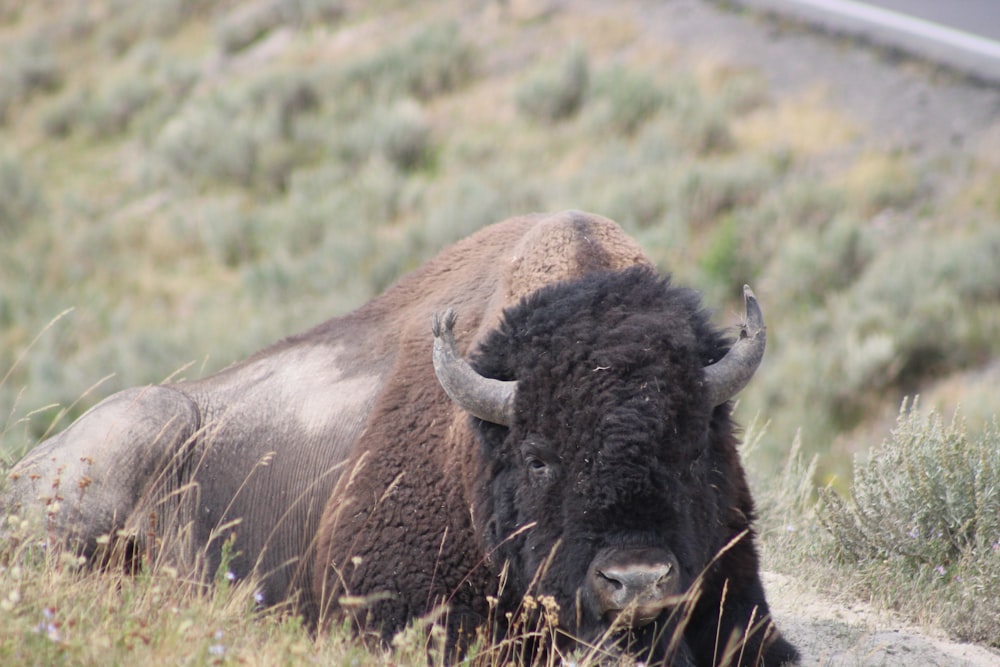 adult brown bison lying on grass during day