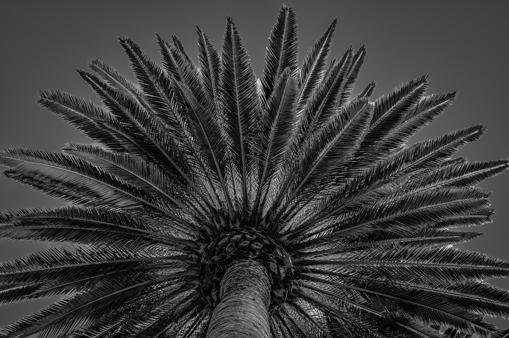 Photographie en niveaux de gris et en contre-plongée de palmier