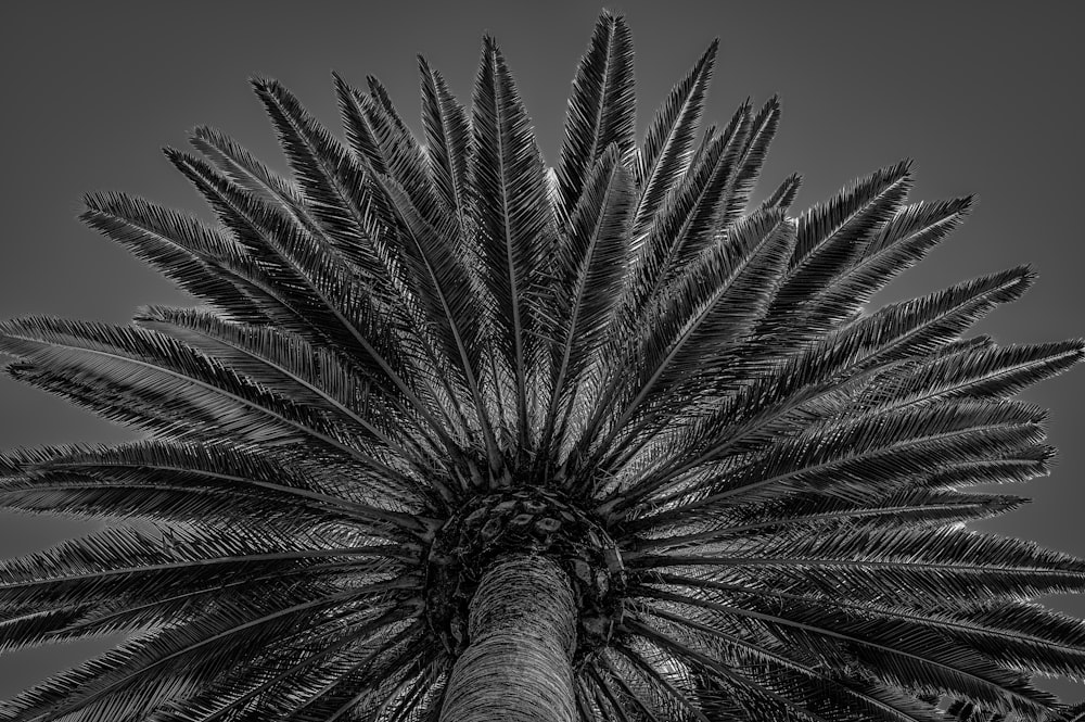 grayscale and low-angle photography of palm tree