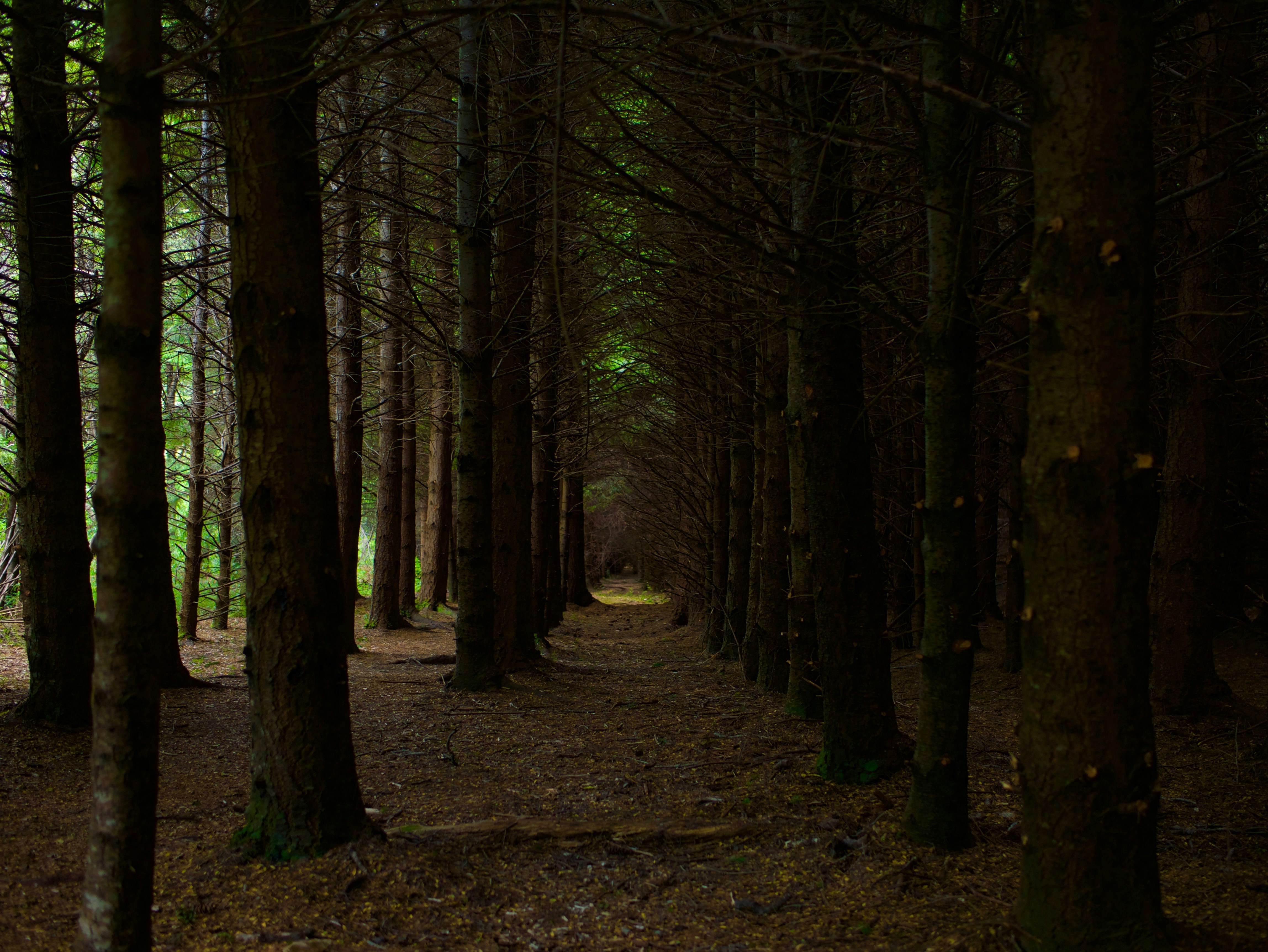 Deep Forest Pictures Download Free Images on Unsplash