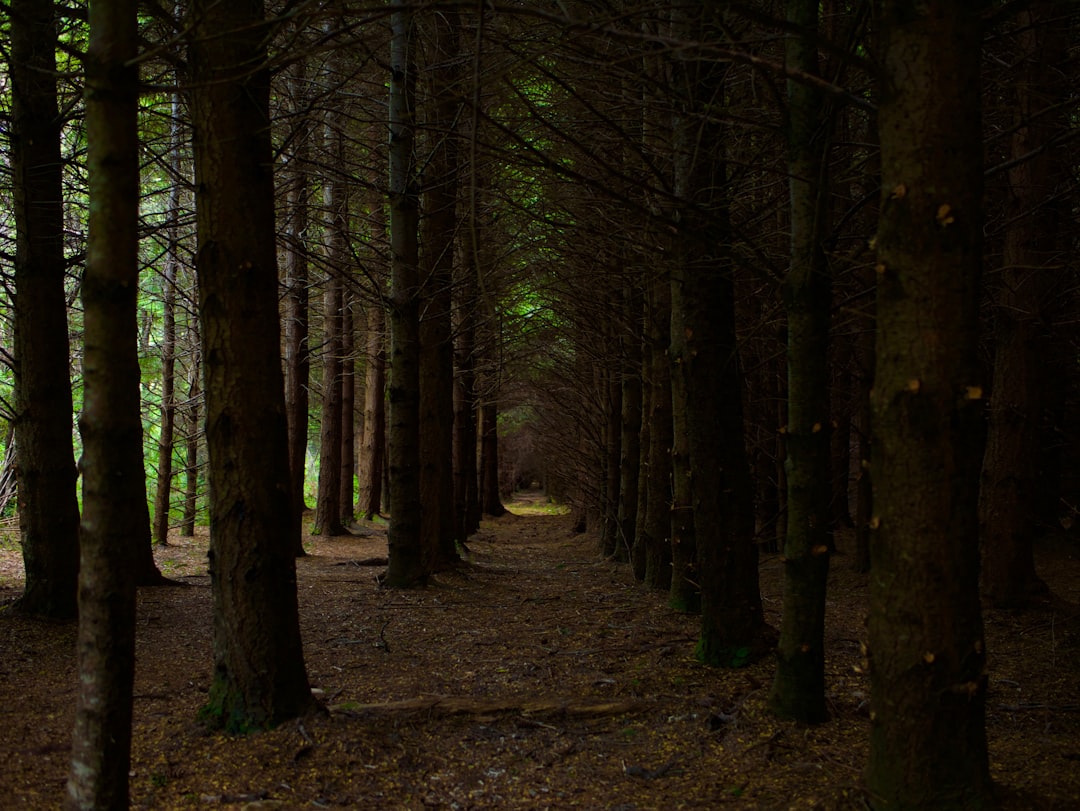 Unsplash лес. Deep Forest. Deep Forest image.