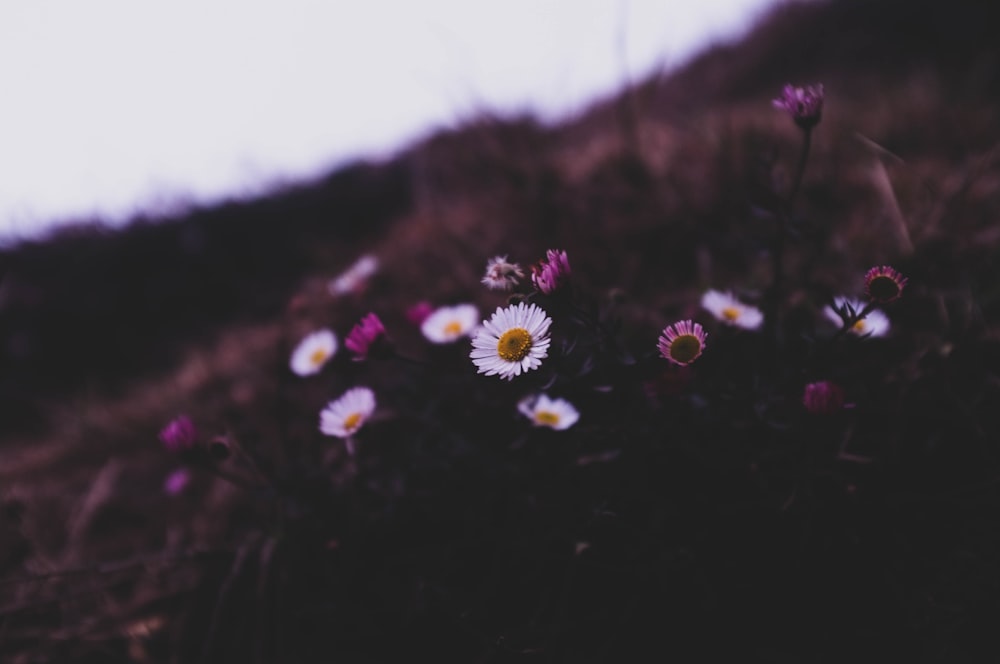 Photographie sélective de fleurs blanches et violettes