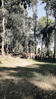 A group of people in uniforms are gathered in a forested area, surrounded by tall trees and lush greenery. Sunlight filters through the tree canopy, casting dappled shadows on the ground. The atmosphere appears calm and organized.