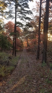 A winding forest trail covered in autumn leaves under a soft golden sunset.