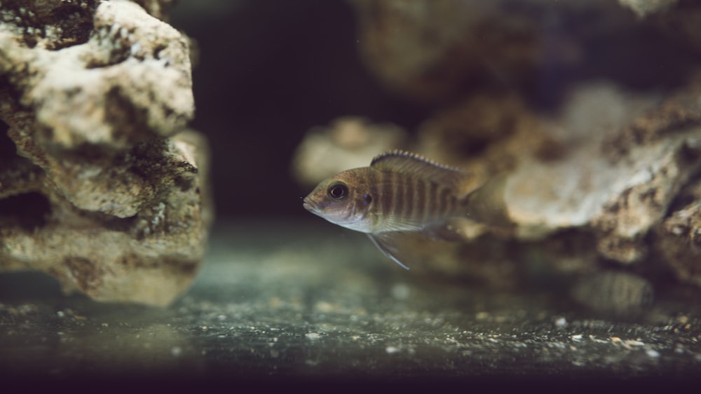 水中の黒と茶色のペットの魚