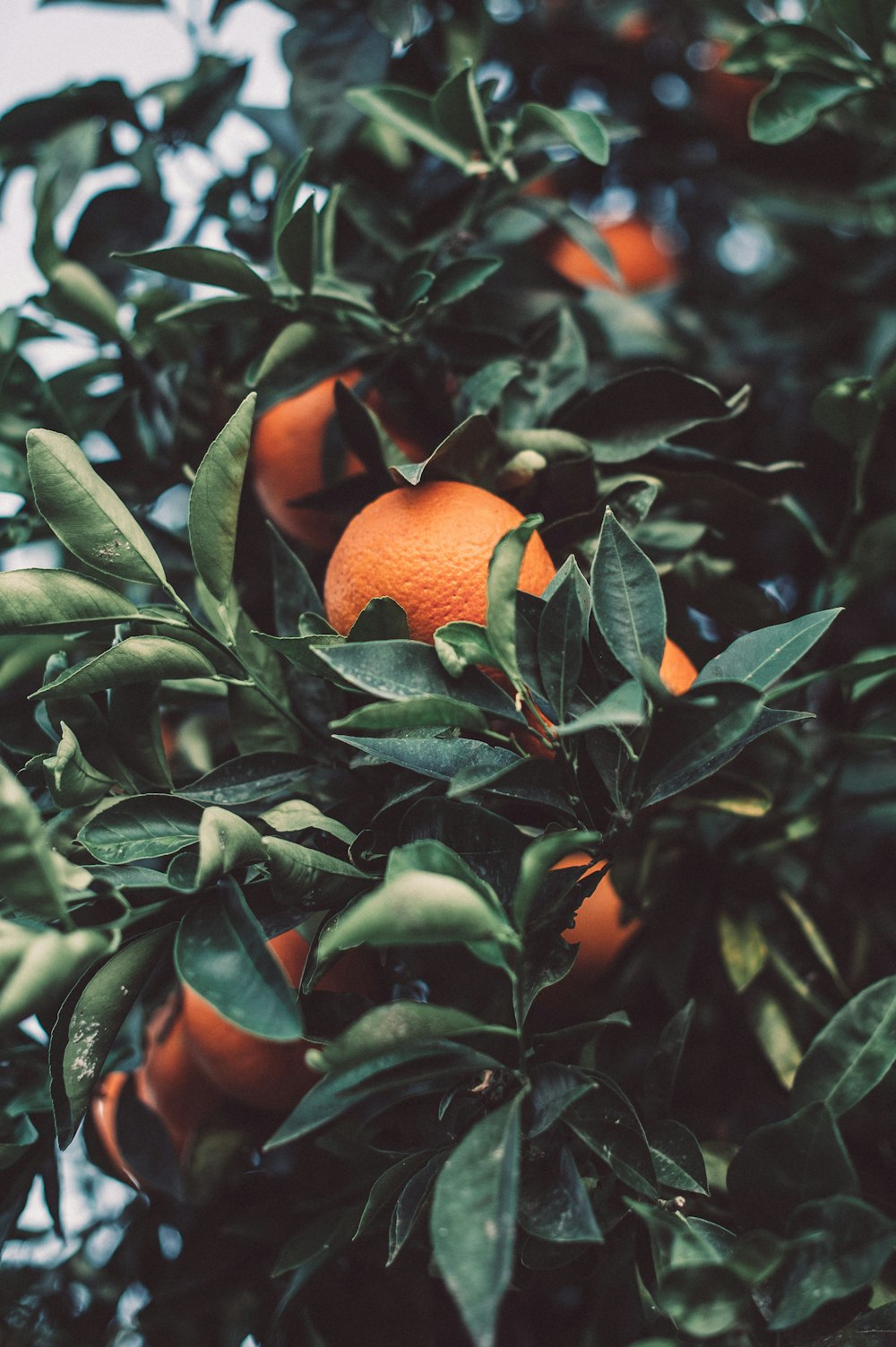 close up photography of orange fruit