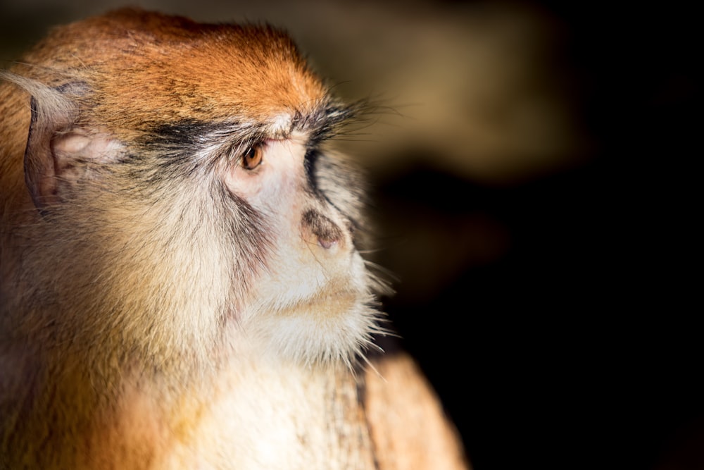 white-faced macaque selective focal photo