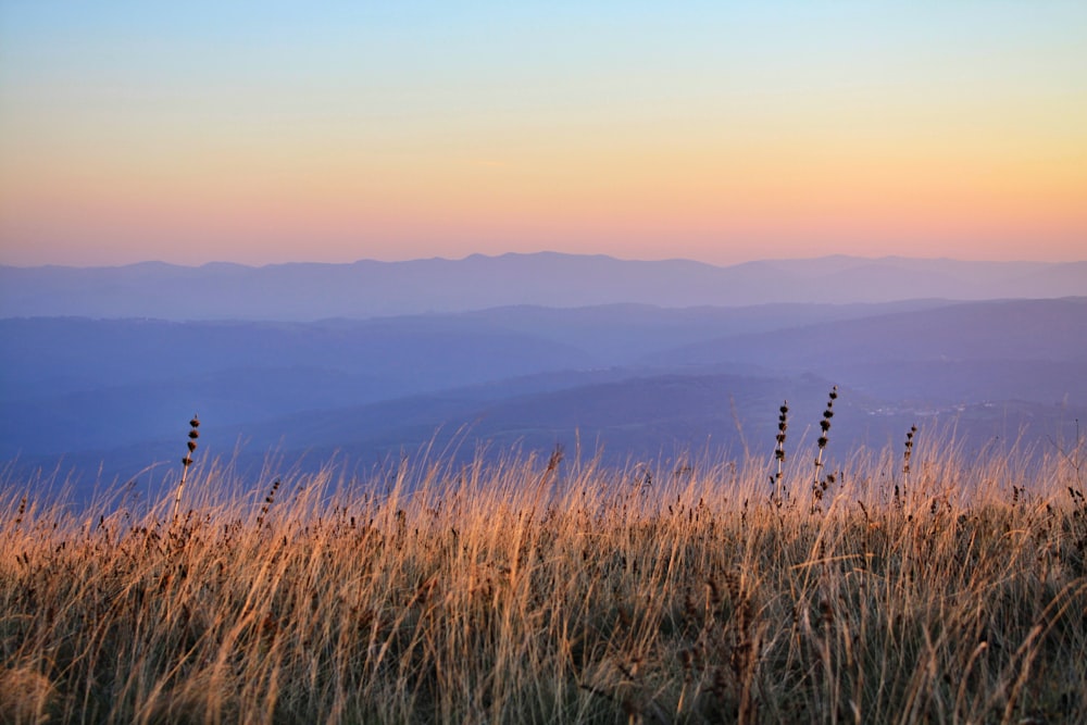 landscape photography of brown plants