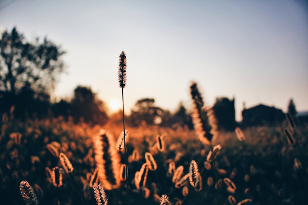 field of flower plants