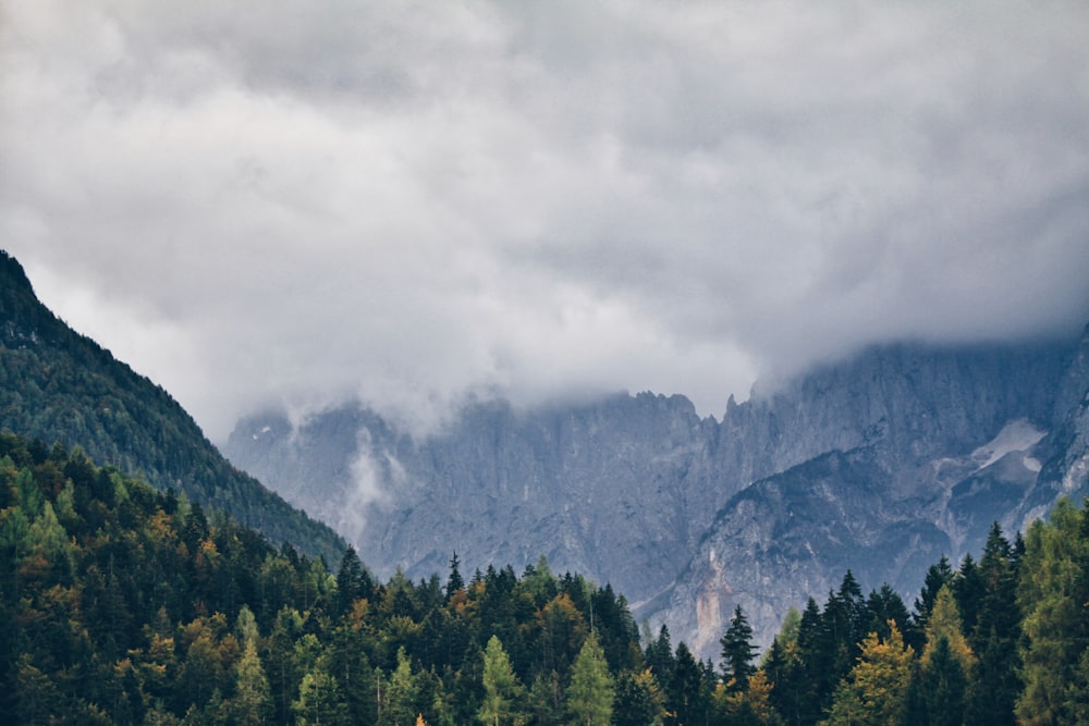 pine trees field under white cloudy sky