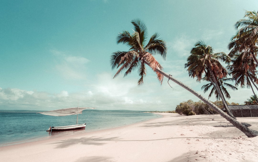 beach beside coconut palm tree