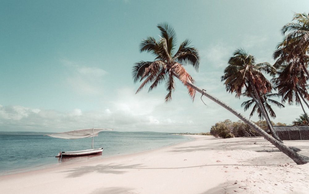 beach beside coconut palm tree