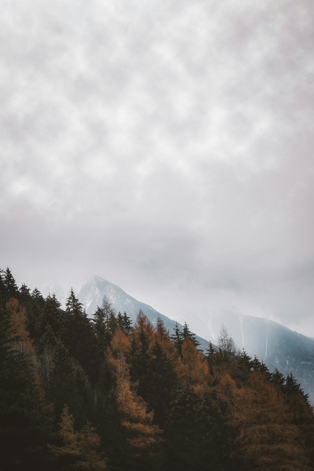 木々に覆われた山