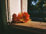 A bright window sill filled with blooming azahar branches and delicate petals.