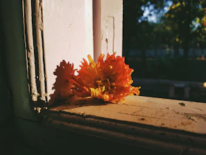 A bright window sill filled with blooming azahar branches and delicate petals.