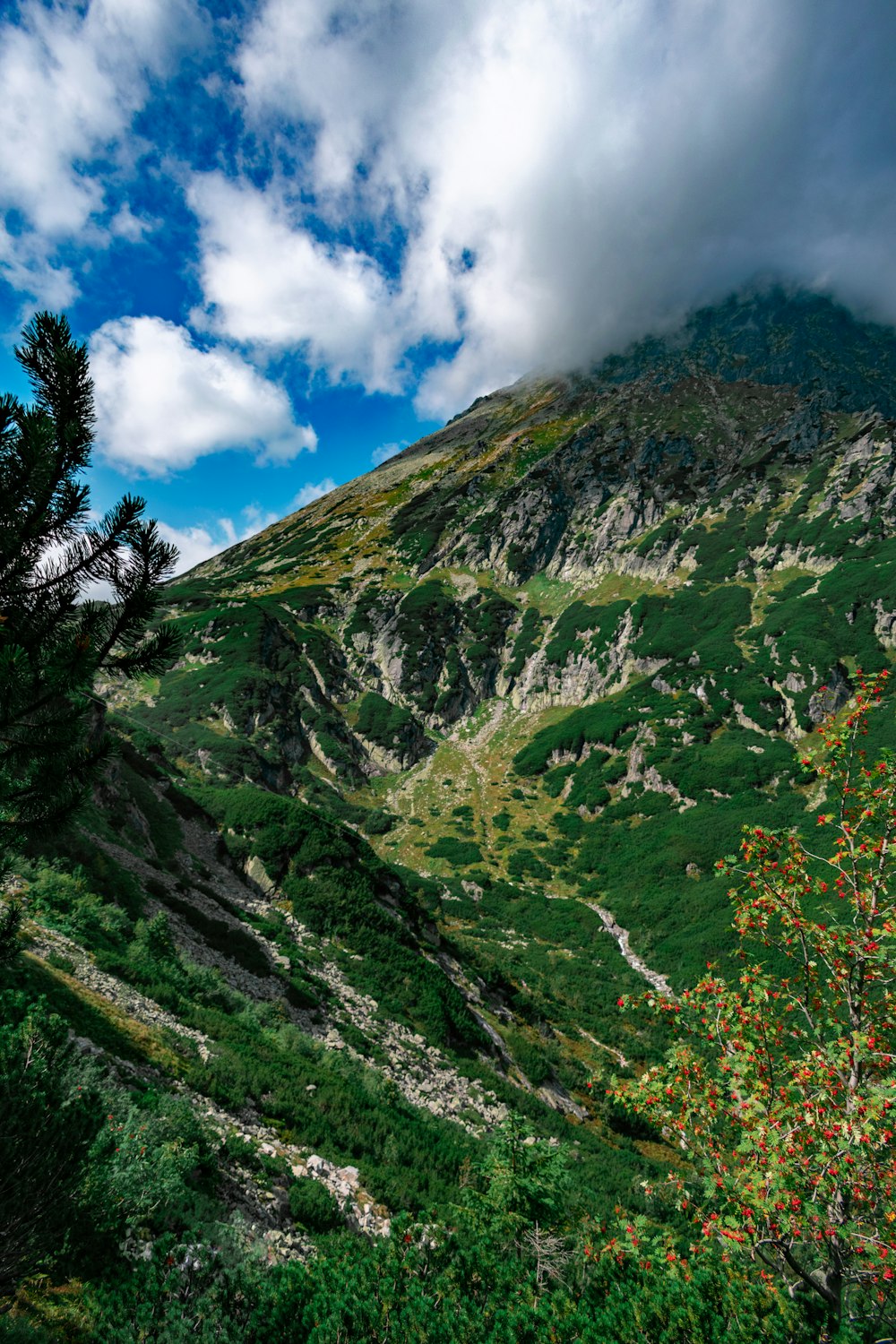 green grass covered mountain