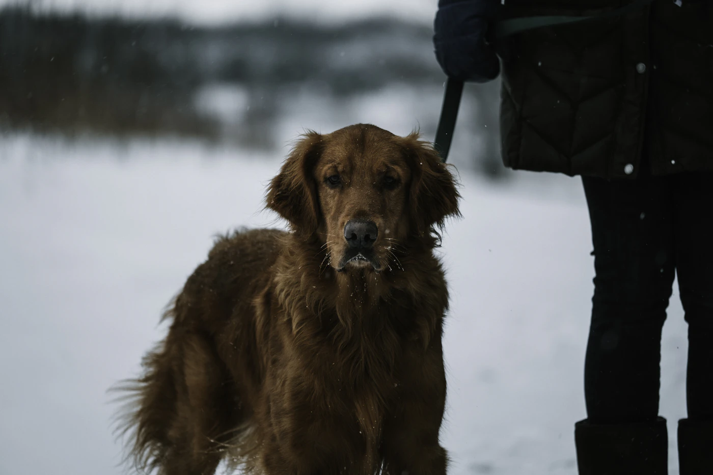 A dark golden retriever standing calmly beside a person out in fresh snow on a bright winter day