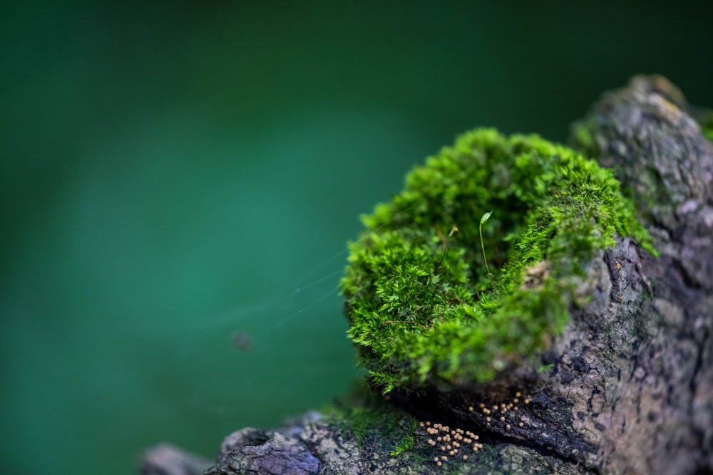 selective focus photography of green moss