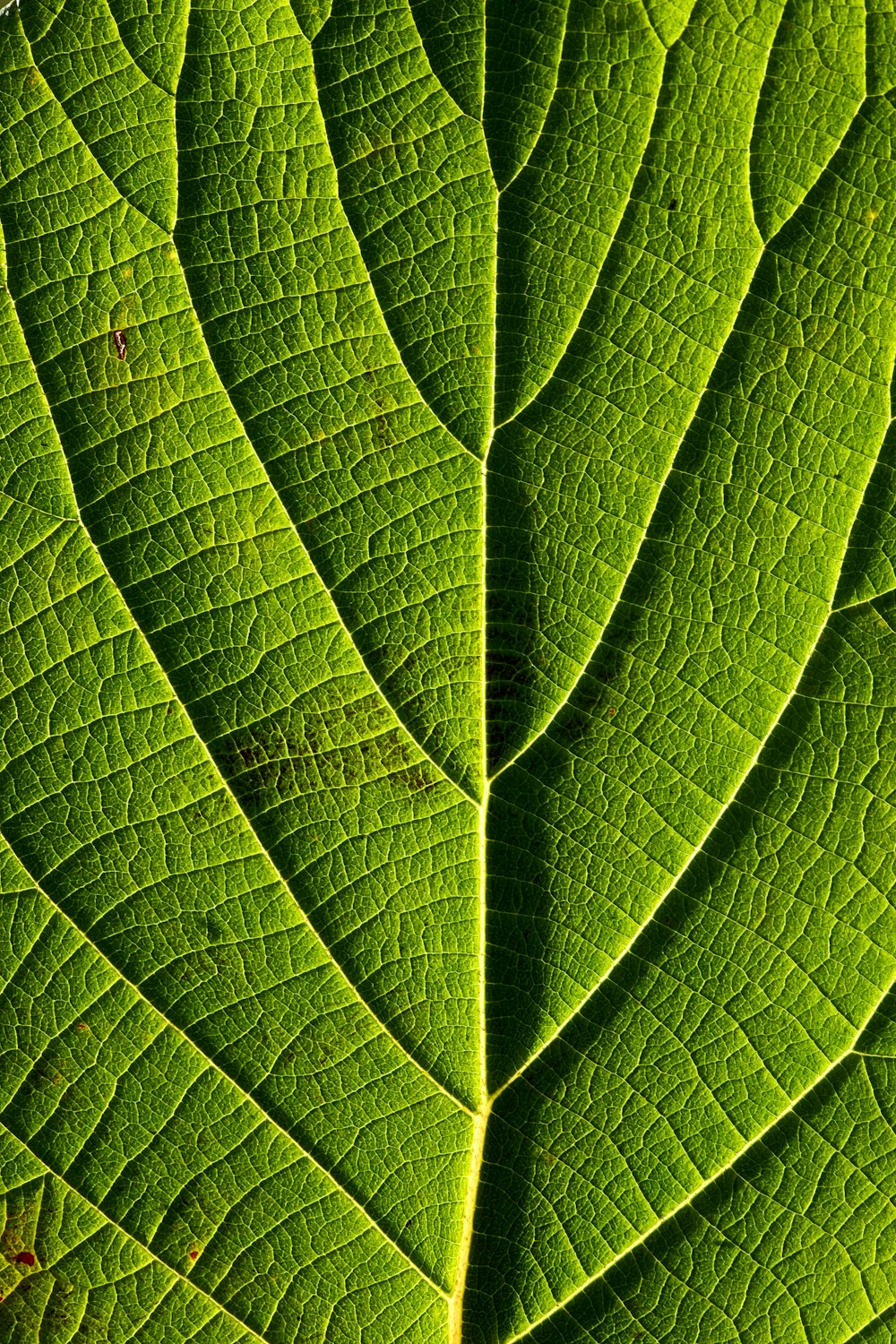 Grünes Blatt