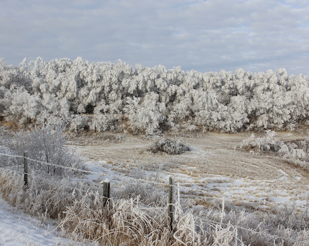 trees by the fence