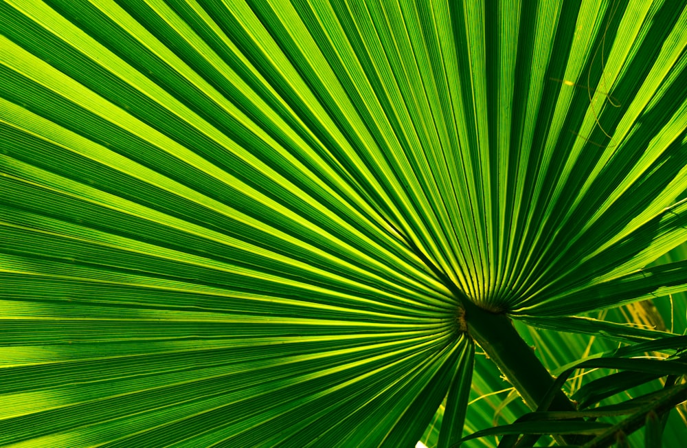 palma de abanico verde