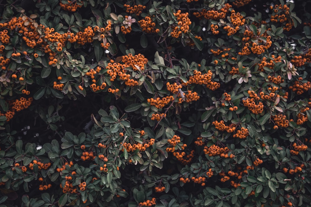 bayas rojas en el árbol