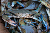 A vibrant display of colorful sea creatures including crabs, lobsters, and oysters.