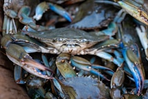 Close-up of vibrant blue swimming crabs freshly harvested from the ocean, with a backdrop of the Philippine coastline.