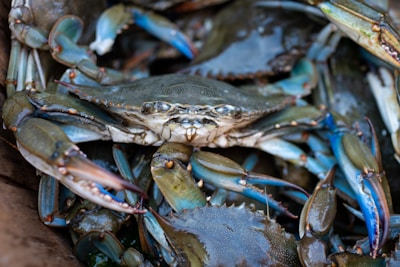 A vibrant display of live mangrove crabs in a coastal setting.