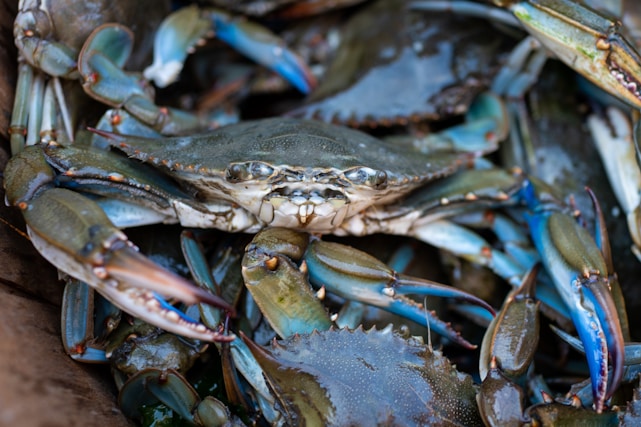 Close-up of vibrant blue swimming crabs freshly harvested from the ocean, with a backdrop of the Philippine coastline.