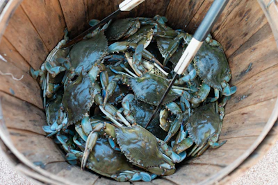 A basket filled with live crabs on a blue and white checkered cloth, ready for packing and delivery.