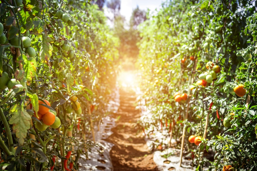 tomatoes in line at daytime