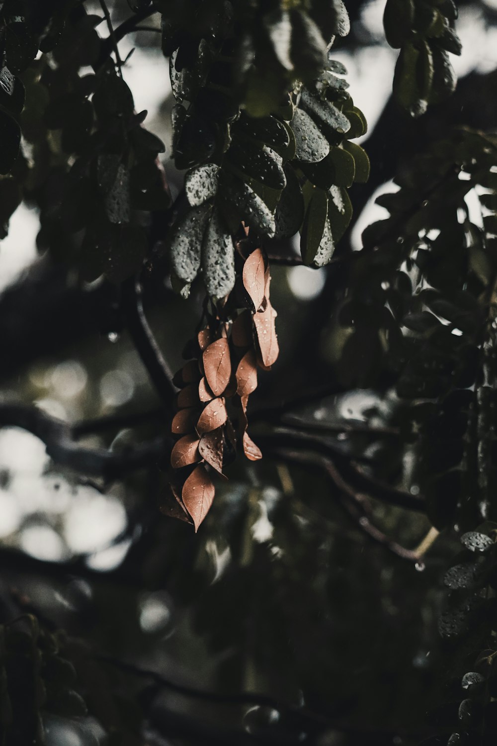 brown-leafed plants in close-up photography