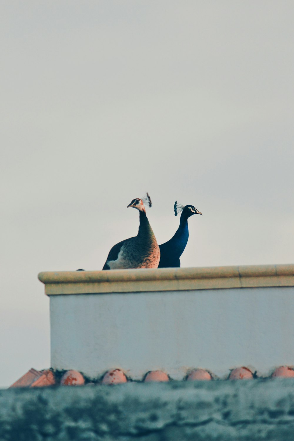 two peahens