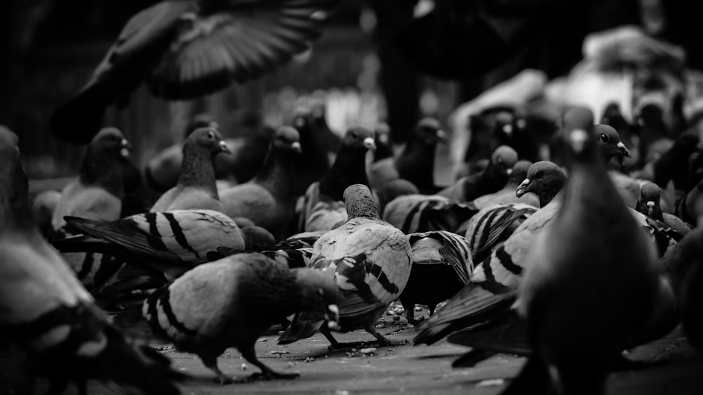 grayscale photo of flock of birds