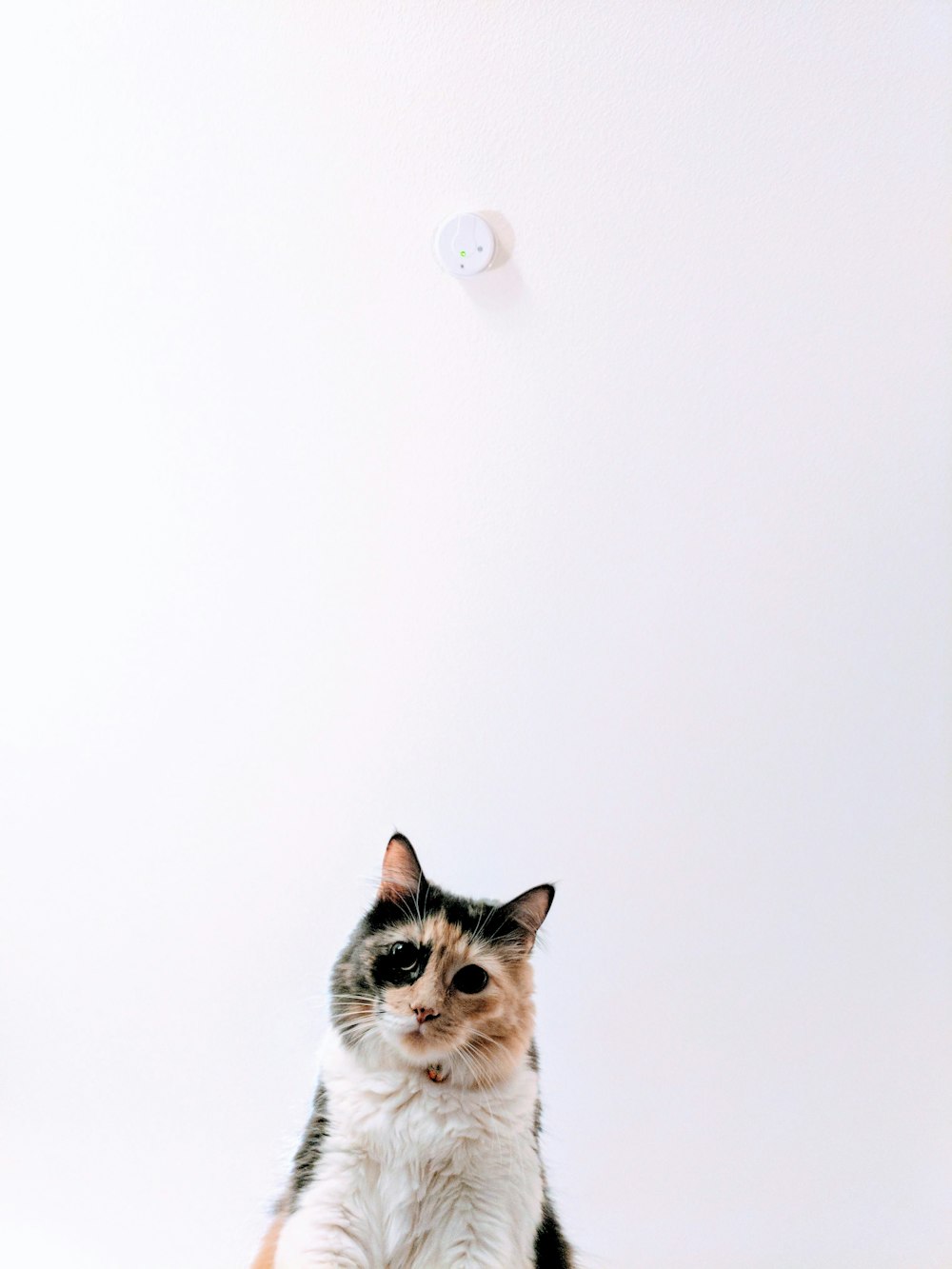 calico cat