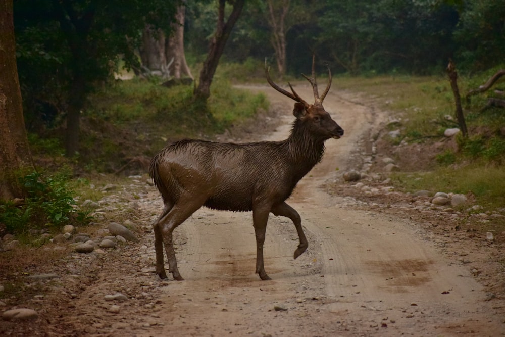 brown deer on path