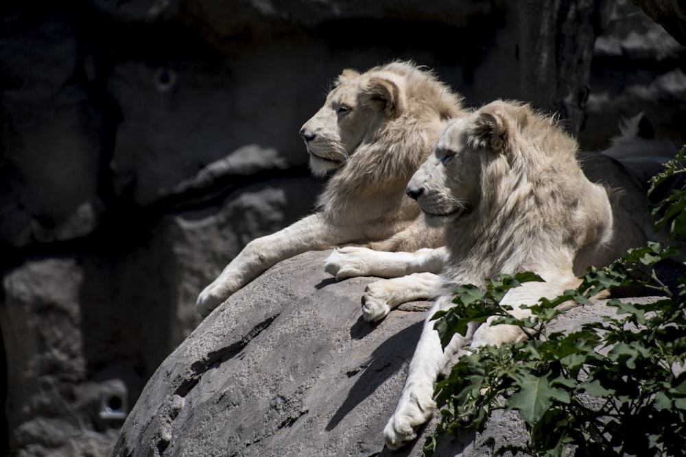 lions lying on rock