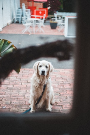 A golden retriever sits on a brick pathway looking intently ahead. The background features outdoor furniture including white chairs and tables, and a potted plant. A bright red cart or structure is visible at the back, adding a pop of color to the scene.