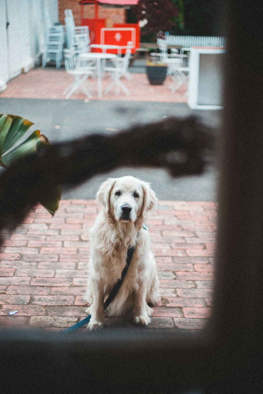 adult golden retriever on brick tile