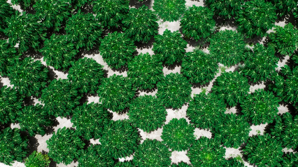 aerial view of grass field