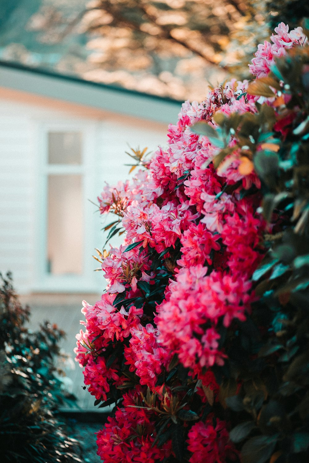 pink flowers