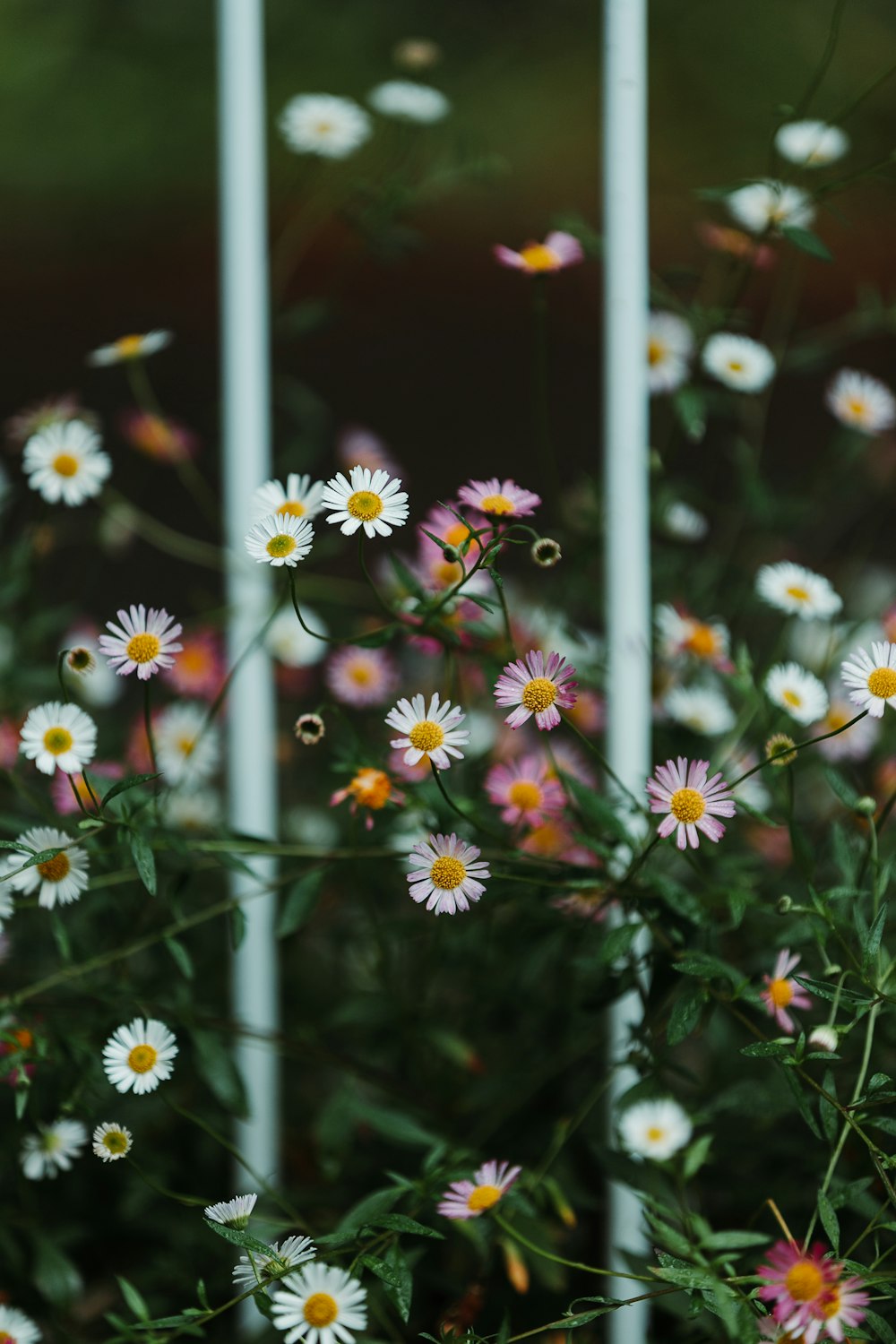 white petaled flowers