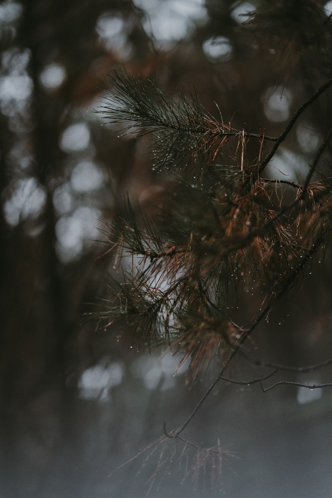 tree on shallow focus lens